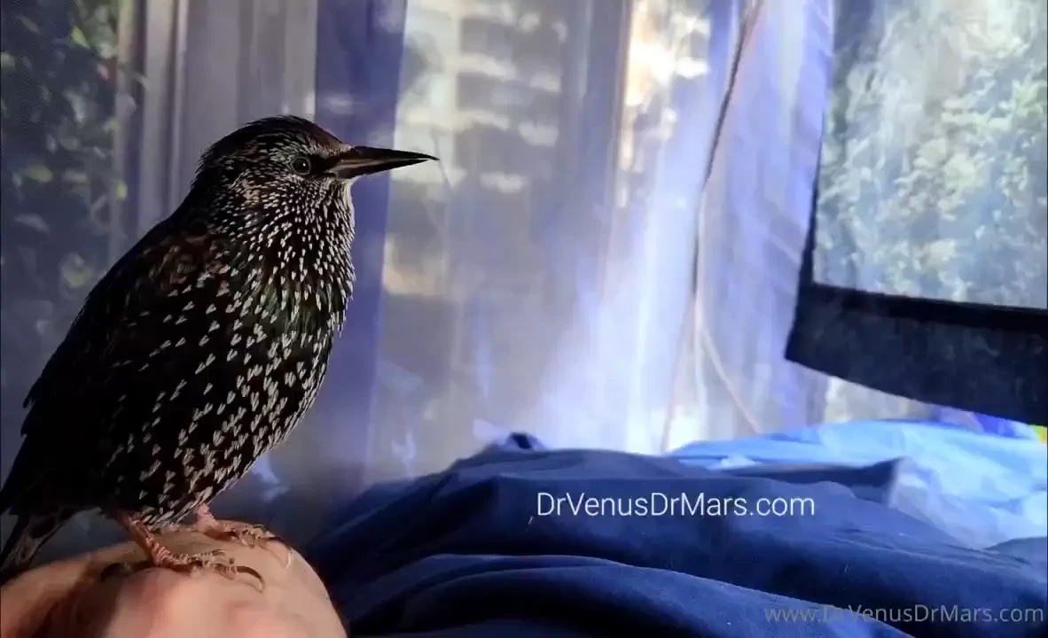 Www drvenusdrmars com animals art drvenus drmars bengalcats 