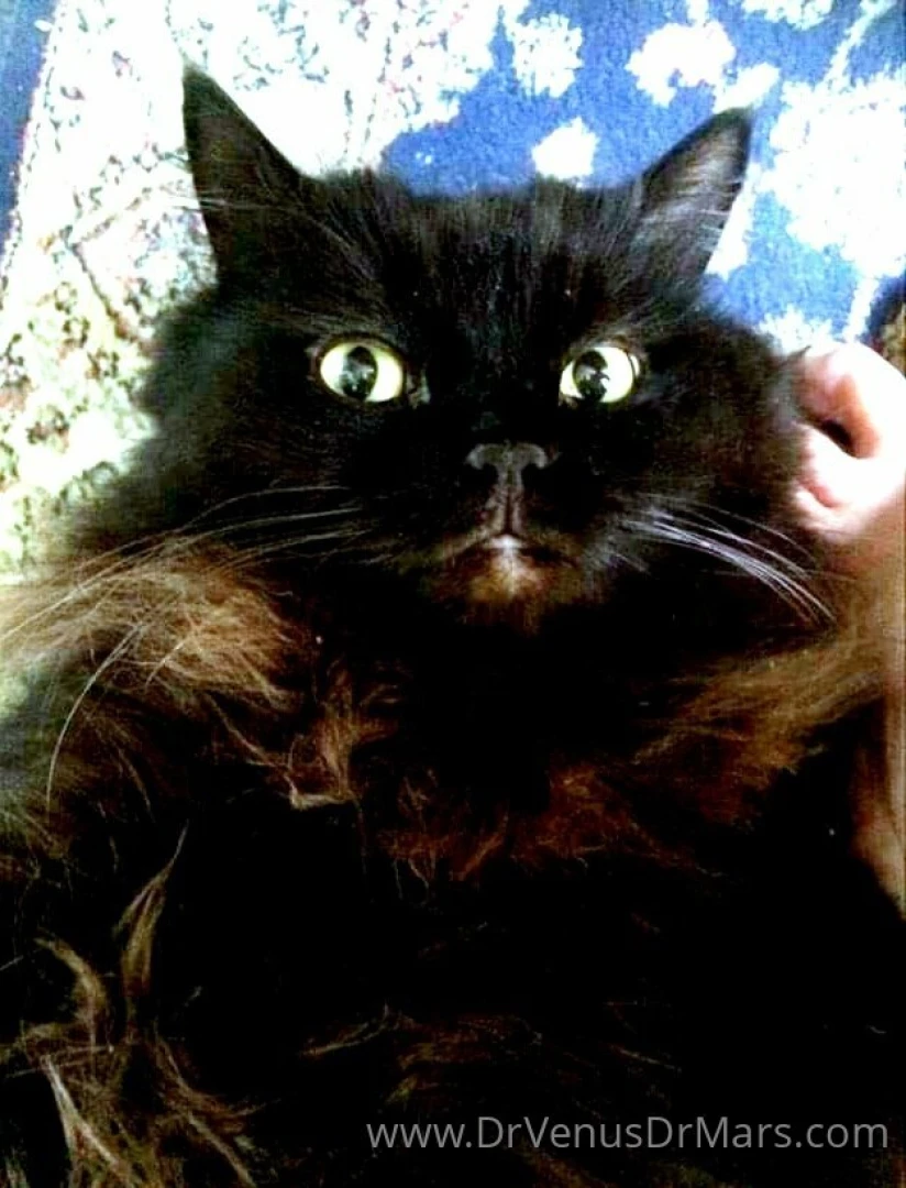 We can never get enough pussy in fact are obsessed with them waxed 