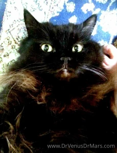 We can never get enough pussy in fact are obsessed with them waxed