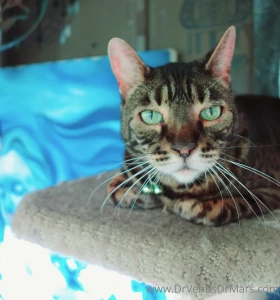 Just a few of the animals at the sanctuary ark scroll to see all 8 part 1