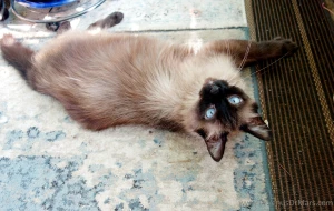 Just a few of the animals at the sanctuary ark scroll to see all 8 part 2