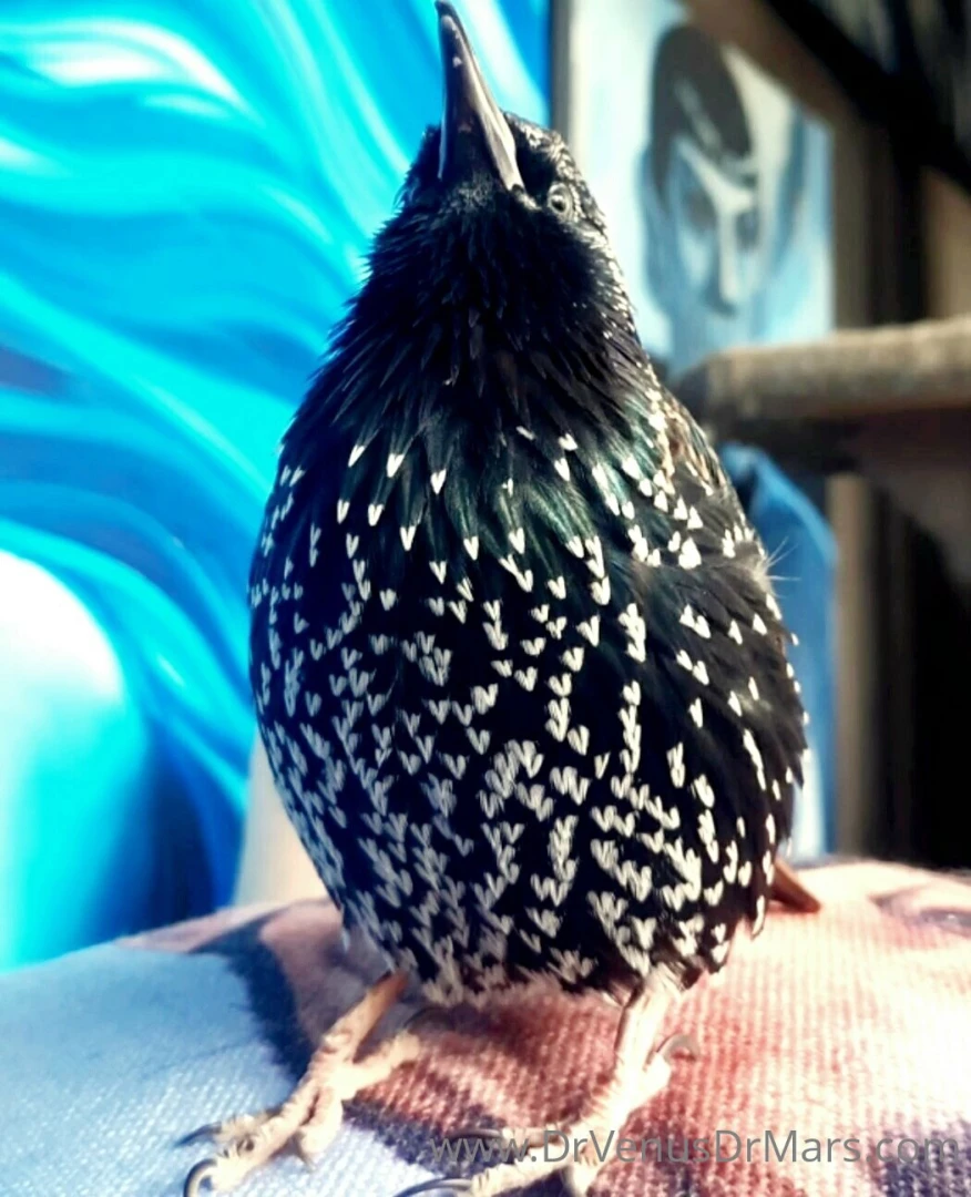 Just a few of the animals at the sanctuary ark scroll to see all 8 part 5 