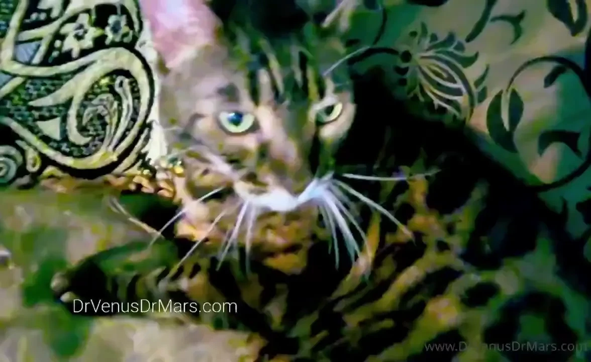Another beautiful pussy video tony the bengal cat nervous guy due to 