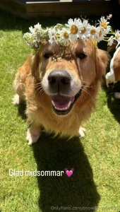 Ass titta min s ta hund p midsommar