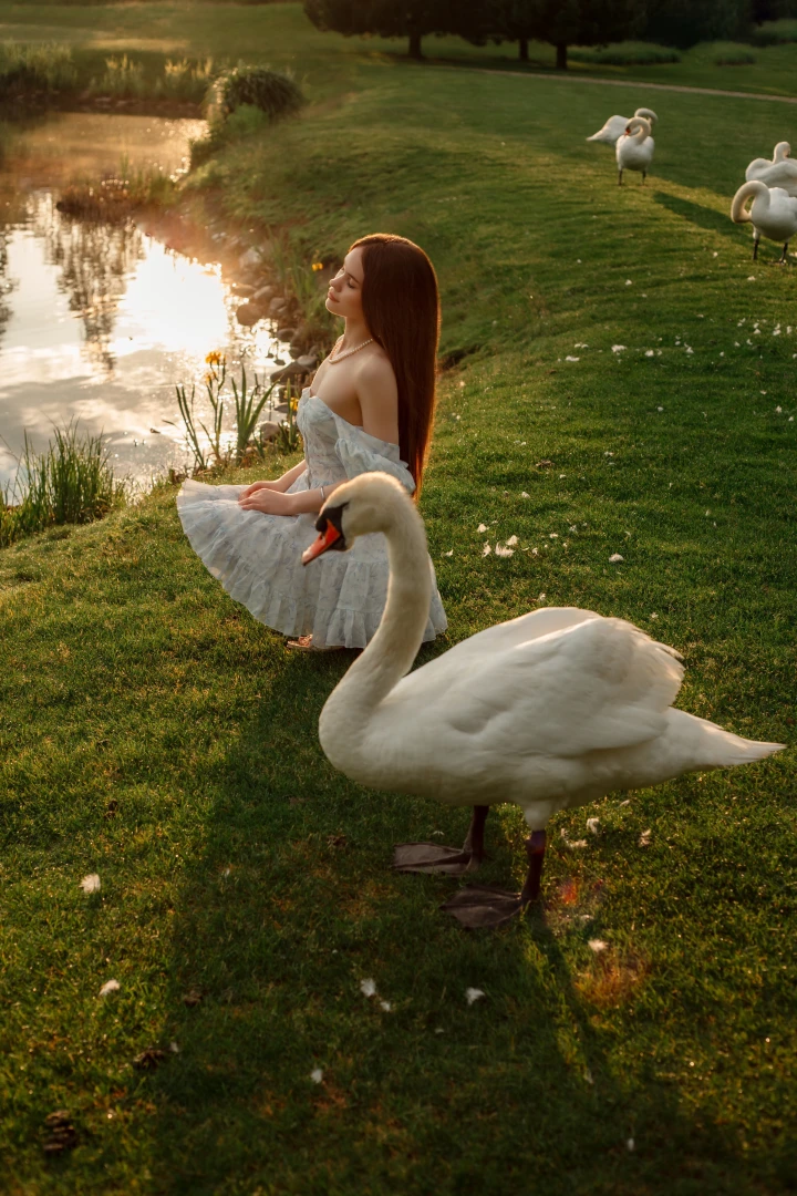 Swans are a symbol of grace and love these beautiful creatures always 