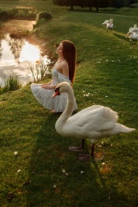 Swans are a symbol of grace and love these beautiful creatures always