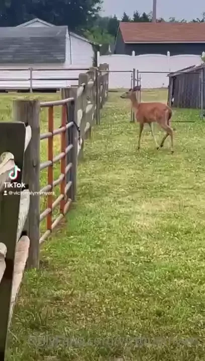 Pet my horse with me bb 