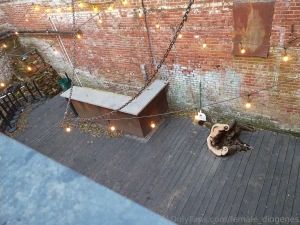 They cut down a tree in the tree room but it was falling over and