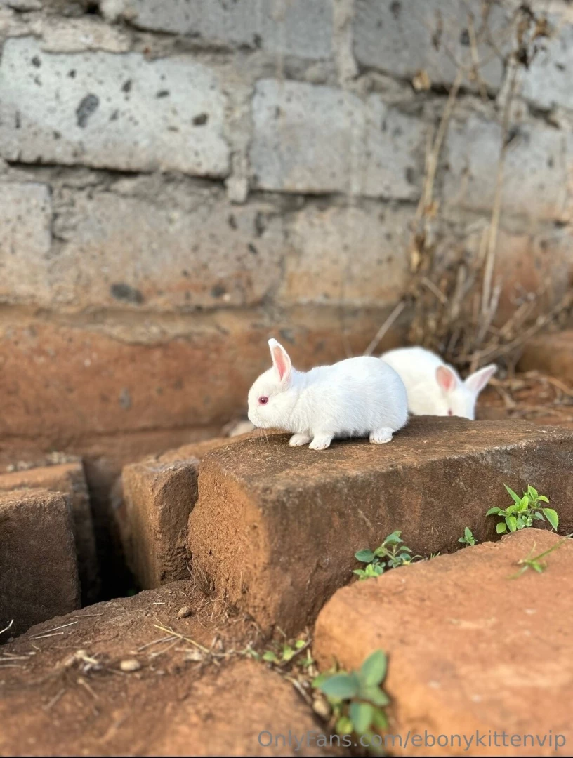 I had the yummiest meal and saw the cutest rabbits today and it really part 2 