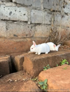 I had the yummiest meal and saw the cutest rabbits today and it really part 2