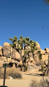I m in heaven joshua tree ca part 1