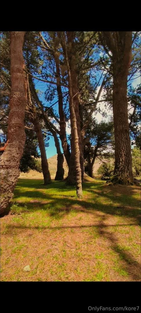 I love the forest its sounds its colors now imagine something even 