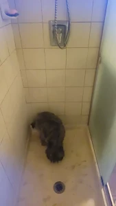 Stream started at 03 05 2024 01 37 am shower time