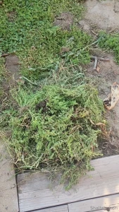 Shallwesheri part 14