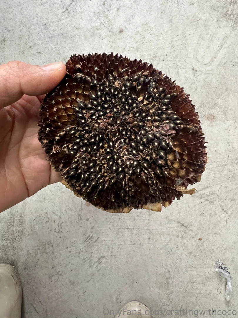 Taking advantage of the current rain in la and planting some sunflower part 2 