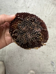 Taking advantage of the current rain in la and planting some sunflower part 2