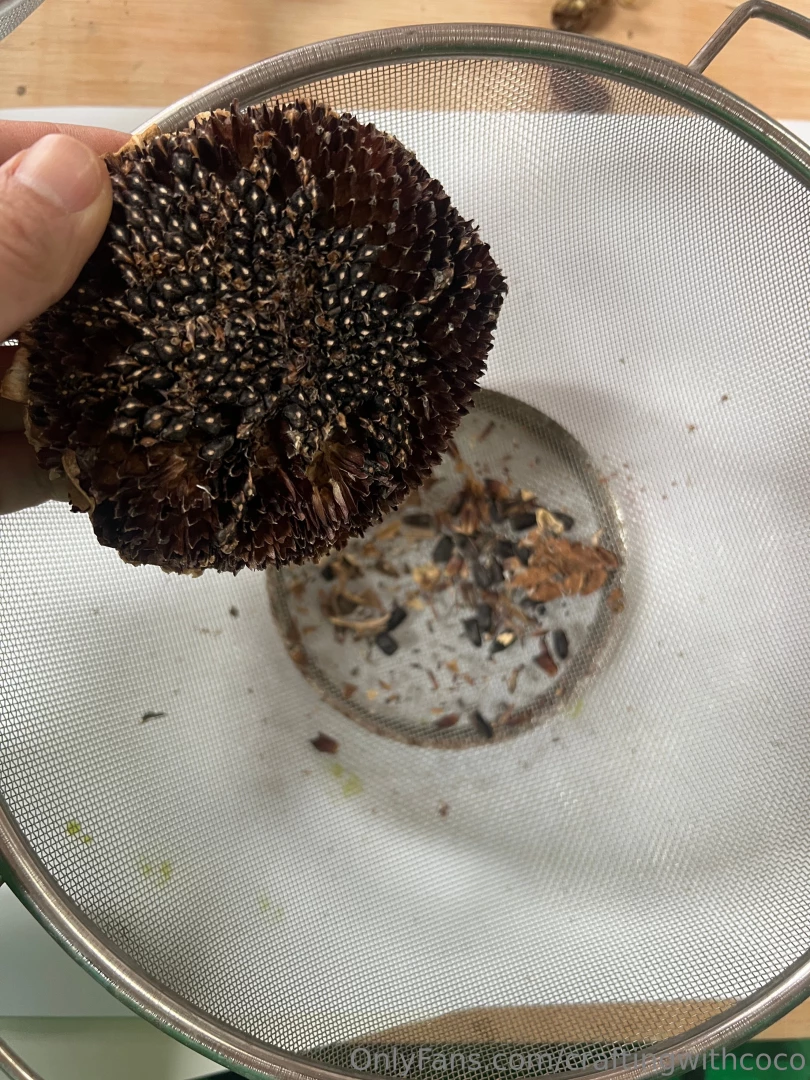 Taking advantage of the current rain in la and planting some sunflower part 4 