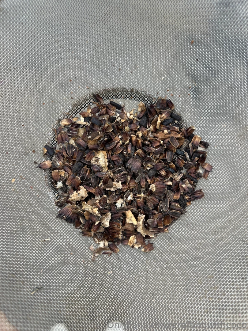 Taking advantage of the current rain in la and planting some sunflower 