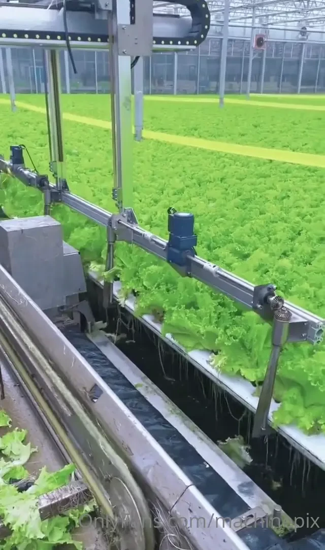 Harvesting hydroponic lettuce 