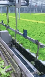 Harvesting hydroponic lettuce