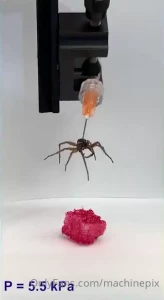 Necrobiotic spider gripper by professor daniel preston at the rice