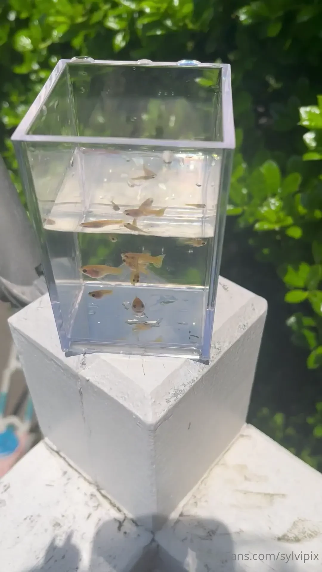 Guys i got fishes for sale if anybody wants some part 1 