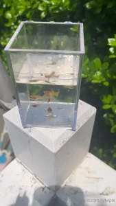 Guys i got fishes for sale if anybody wants some part 1