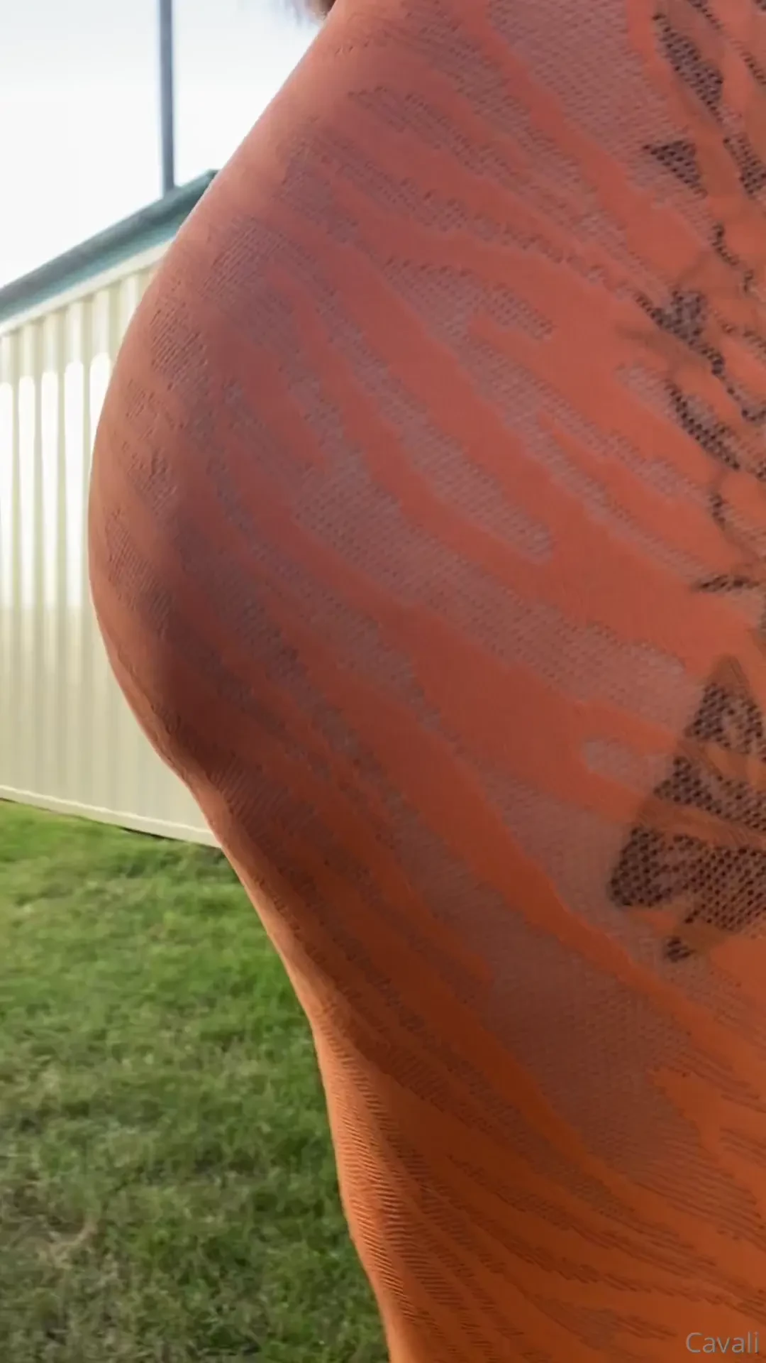 What do you think about the orange i m undecided 