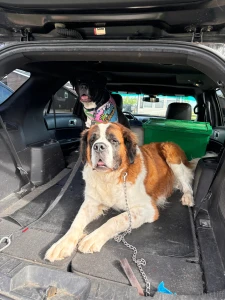 My baby dog duties today i still look cute part 1