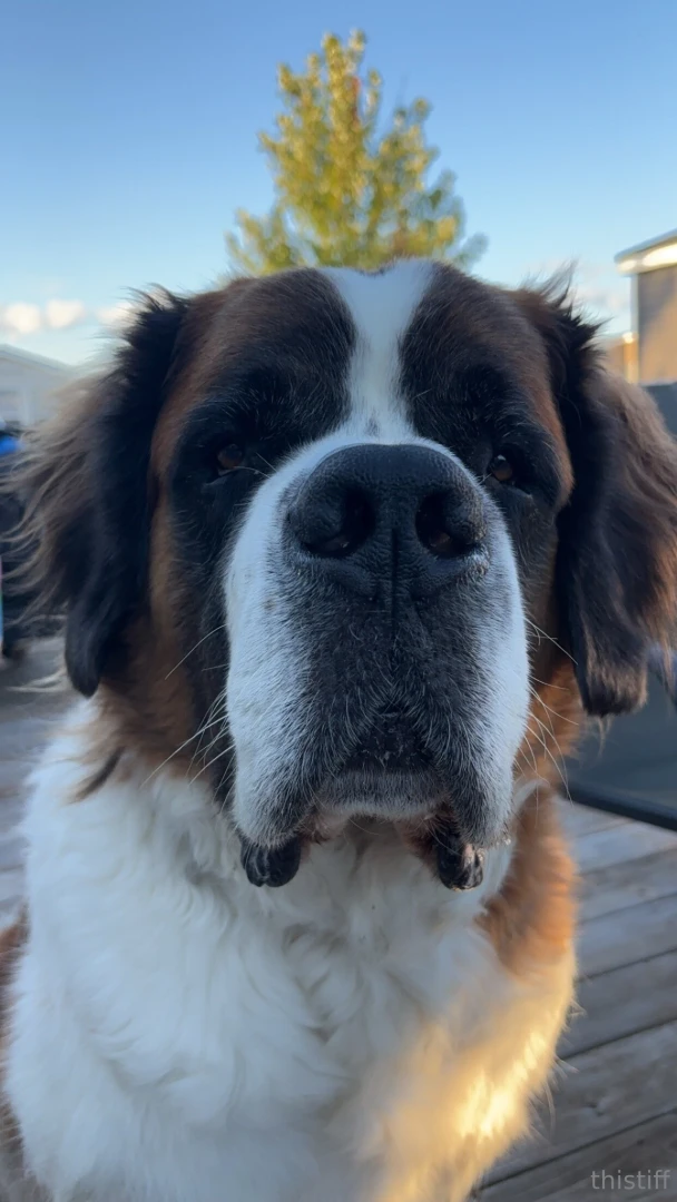 My baby dog duties today i still look cute 