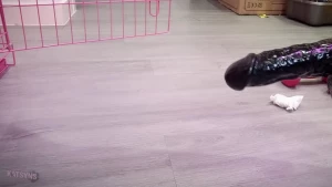 Good feminized pups need their training luckily a fucking machine