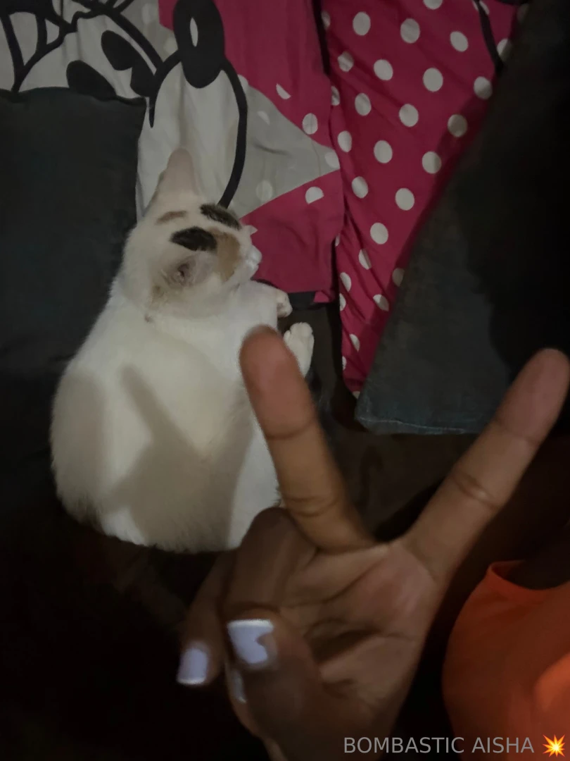 I m a cat lover so i need to be sure about something are you good at 