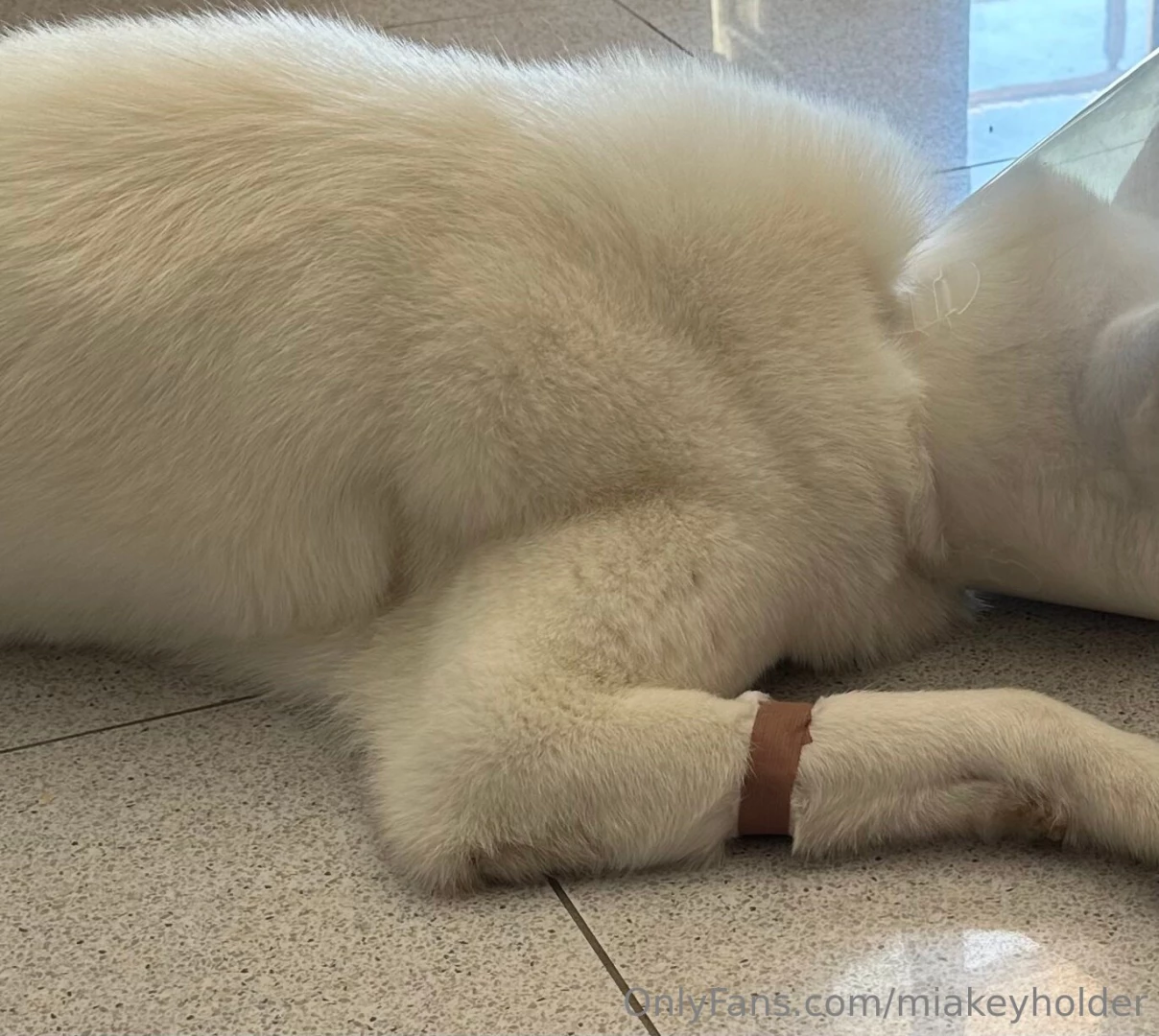 My dear subscribers i am very happy that you like me and what i do for 